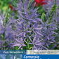 Leichtlin-Prärielilie 'Caerulea'