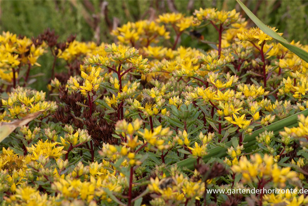 Sedum floriferum 'Weihenstephaner Gold'