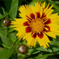 Coreopsis lanceolata 'Sterntaler'