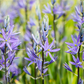 Leichtlin-Prärielilie 'Caerulea'