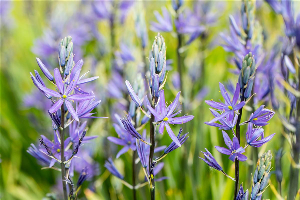 Leichtlin-Prärielilie 'Caerulea'
