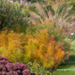 Amsonia