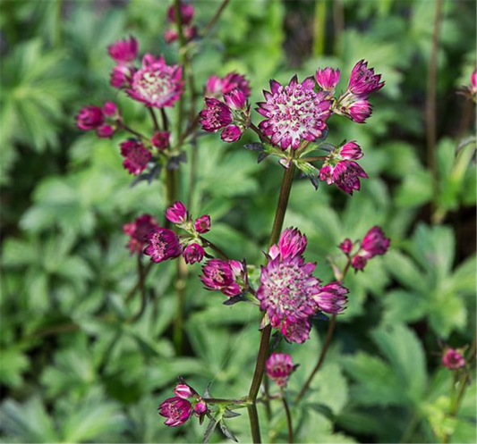 Astrantia major 'Star of Passion'  -R-