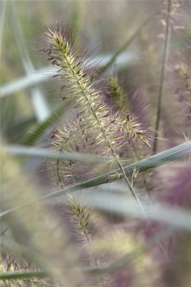 Garten-Federborstengras 'Hameln'