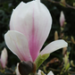Tulpen-Magnolie