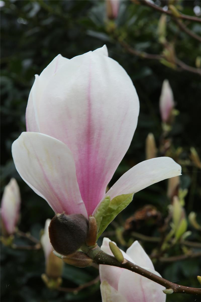 Tulpen-Magnolie