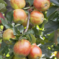 Herbstapfel 'Holsteiner Cox'