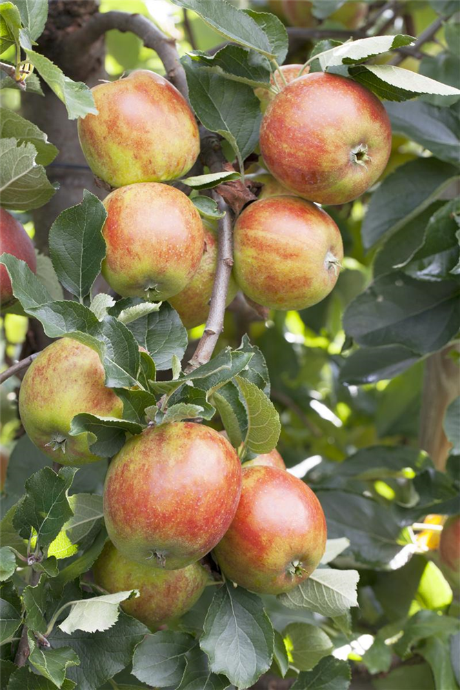 Herbstapfel 'Holsteiner Cox'