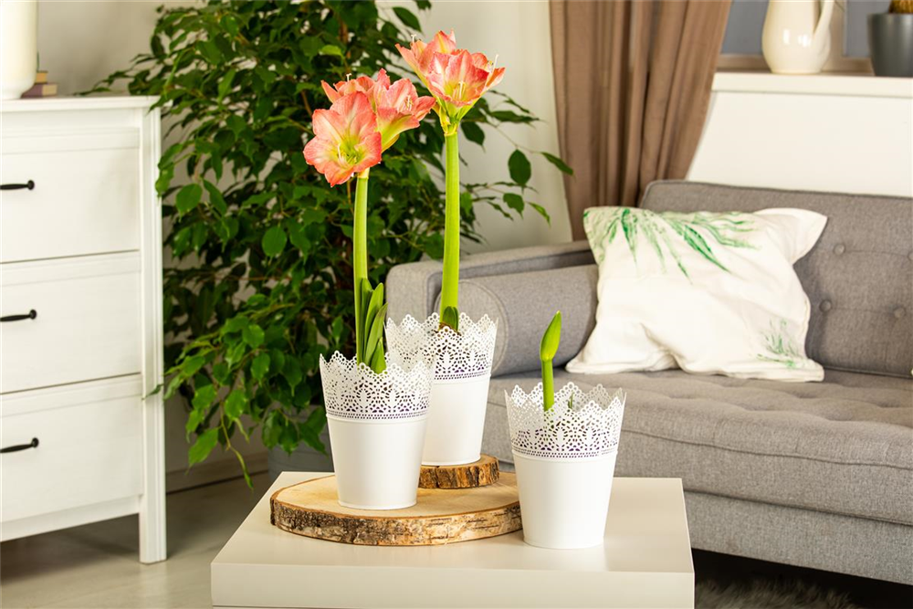 Amaryllis,  Blüte rot/weiß