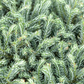 Sawara-Scheinzypresse 'Blue Moon'®
