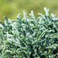 Sawara-Scheinzypresse 'Blue Moon'®