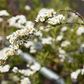Weiße Rispenspiere 'Grefsheim'