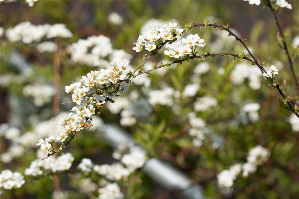 Weiße Rispenspiere 'Grefsheim'