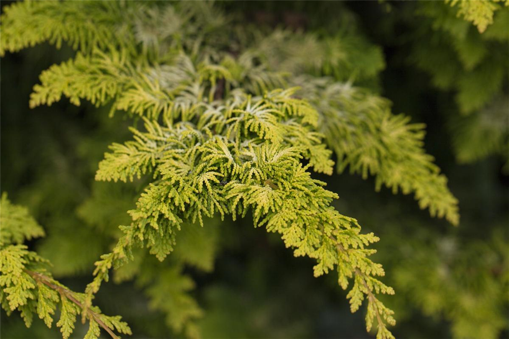 Scheinzypresse 'Fernspray Gold'