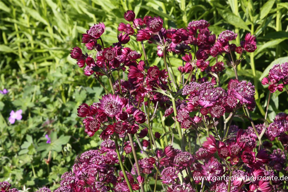 Astrantia major 'Star of Beauty'  -R-