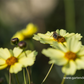 Coreopsis grandiflora 'Full Moon'