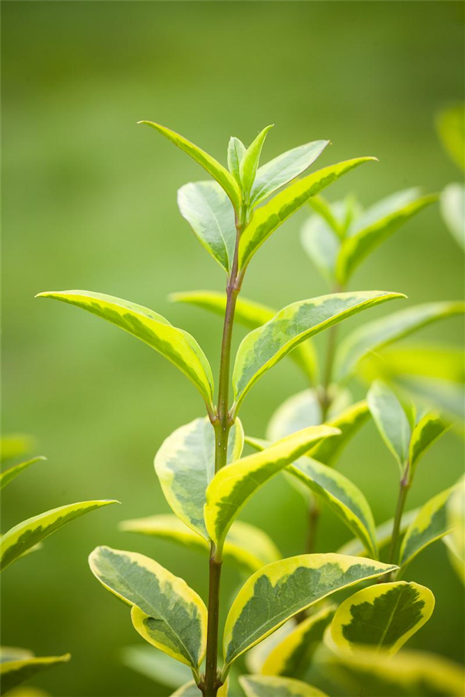 Goldliguster-Hecke