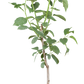 Zwetsche 'Hauszwetsche'