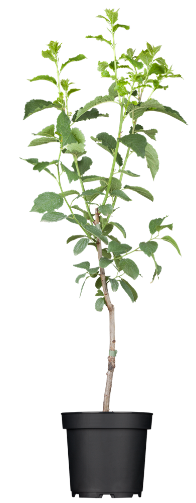 Zwetsche 'Hauszwetsche'