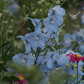 Delphinium x bellad.'Ballkleid'