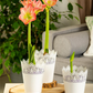 Amaryllis,  Blüte rot/weiß