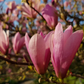 Tulpen-Magnolie