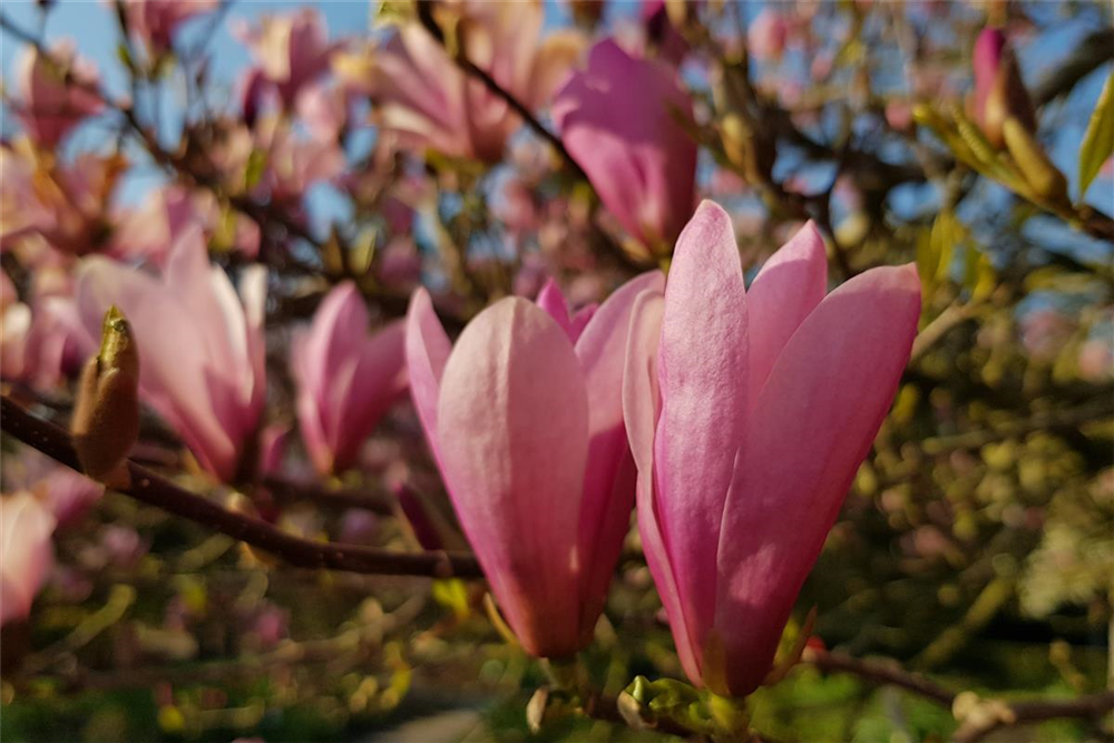 Tulpen-Magnolie