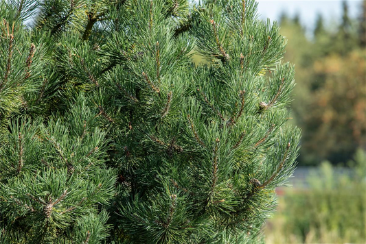 Säulenkiefer 'Fastigiata'