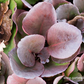 Bergenia purpurascens 'Winterglut'