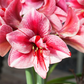 Ritterstern 'Gervase'