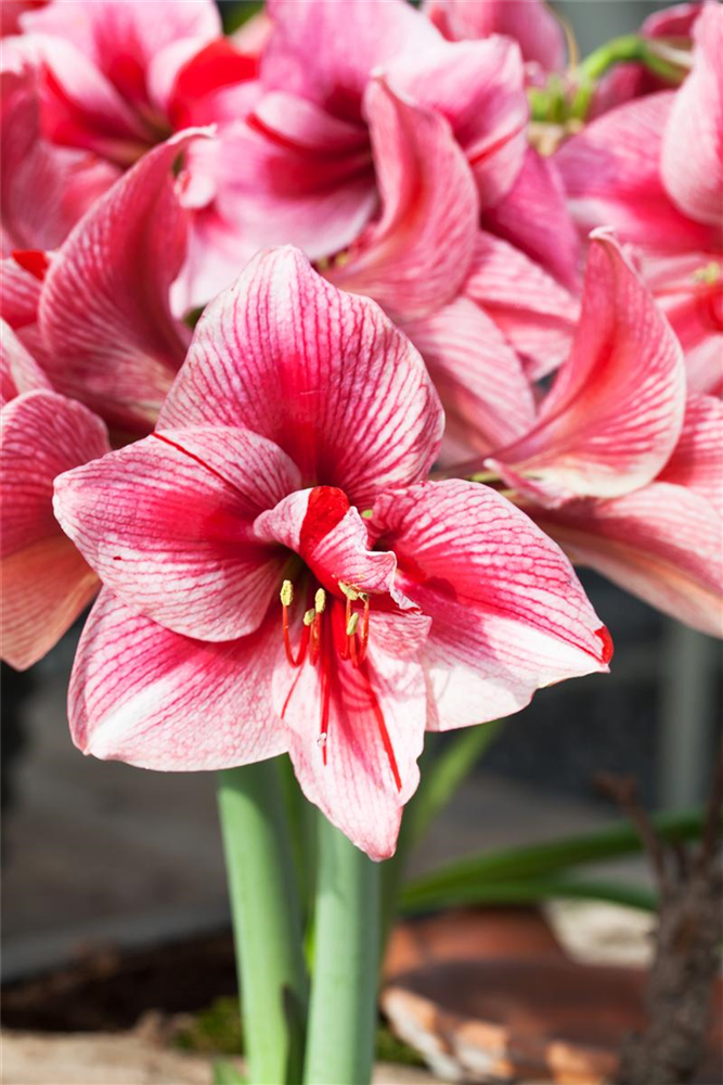 Ritterstern 'Gervase'